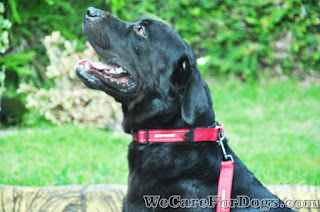 Black Labrador