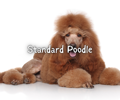 Standard Poodle