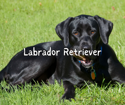 Labrador Retriever