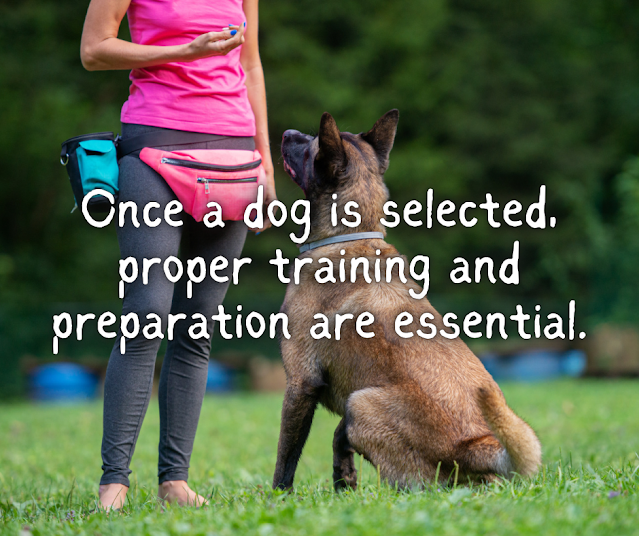 Once a dog is selected, proper training and preparation are essential.