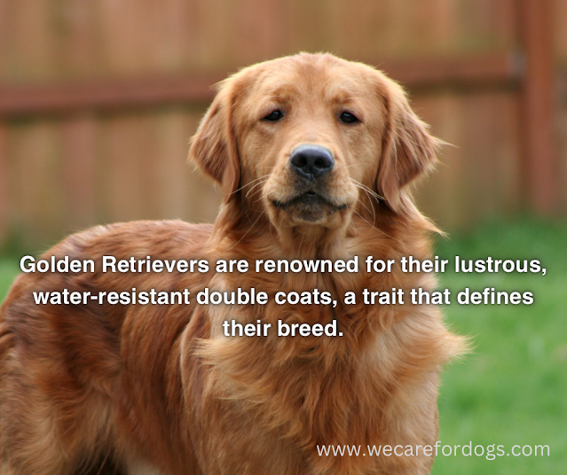 Golden Retrievers are renowned for their lustrous, water-resistant double coats, a trait that defines their breed.