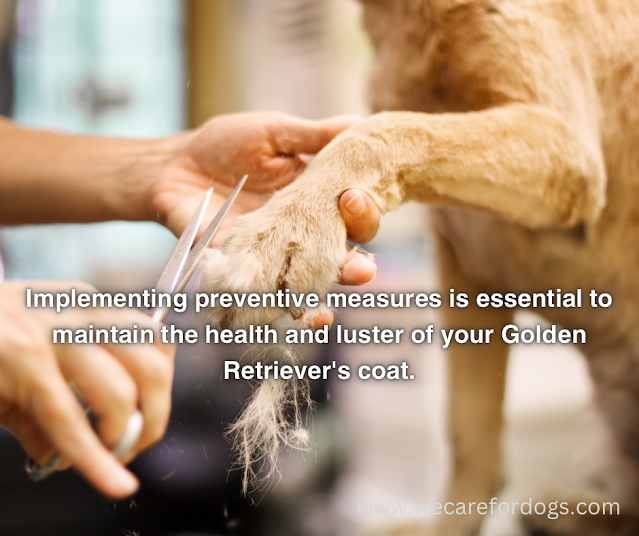 Implementing preventive measures is essential to maintain the health and luster of your Golden Retriever's coat.