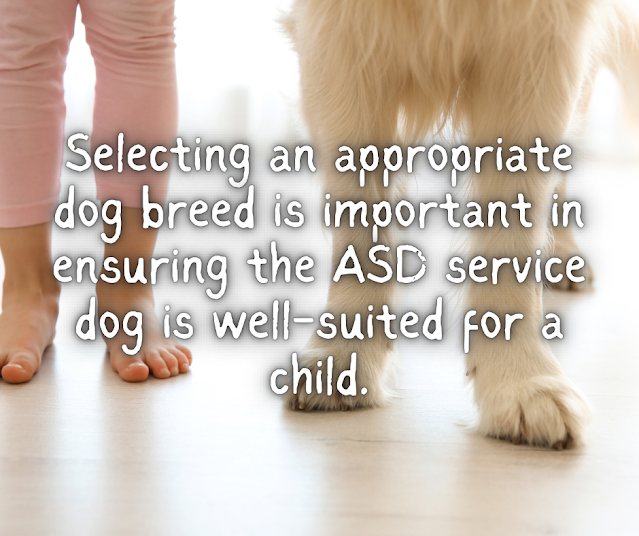 Selecting an appropriate dog breed is important in ensuring the ASD service dog is well-suited for a child.