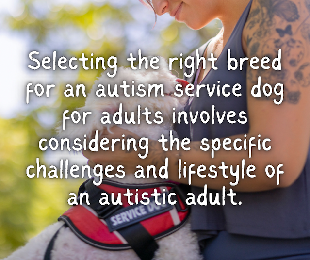 Selecting the right breed for an autism service dog for adults involves considering the specific challenges and lifestyle of an autistic adult.