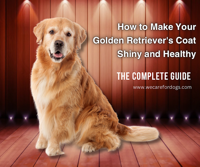 How to Make Your Golden Retriever's Coat Shiny and Healthy