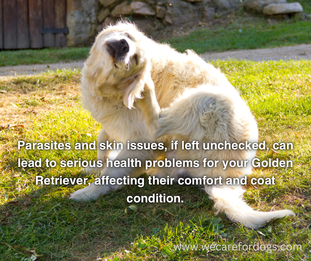 Parasites and skin issues, if left unchecked, can lead to serious health problems for your Golden Retriever, affecting their comfort and coat condition.