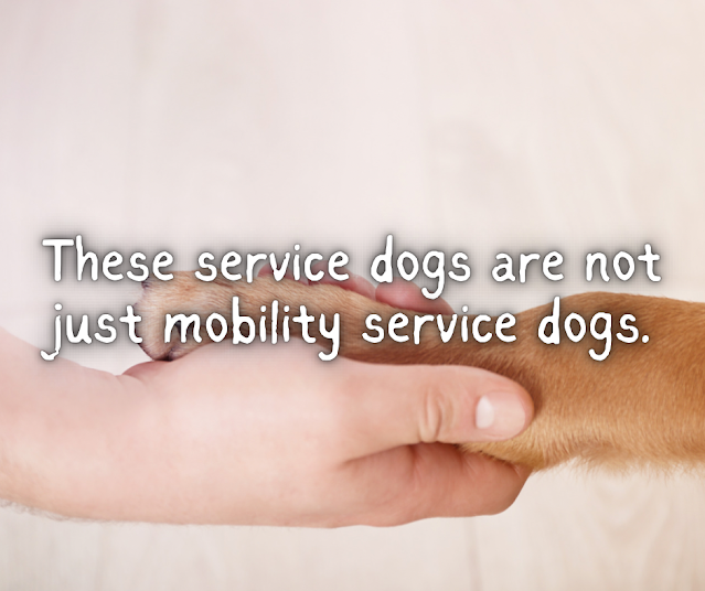 These service dogs are not just mobility service dogs